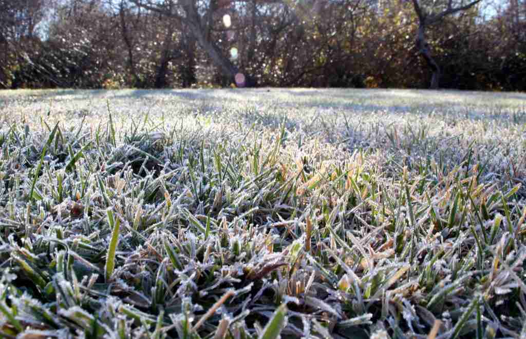 Winter Lawn Care